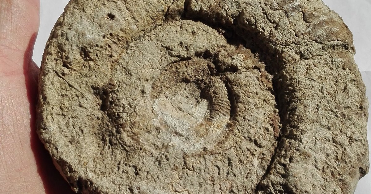 Kimiyo Eveiller Votre Curiosit Chasseur De Fossile