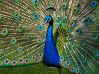 Animal mystère