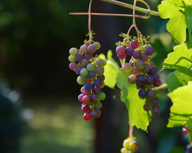 La grande histoire d'un petit grain de raisin