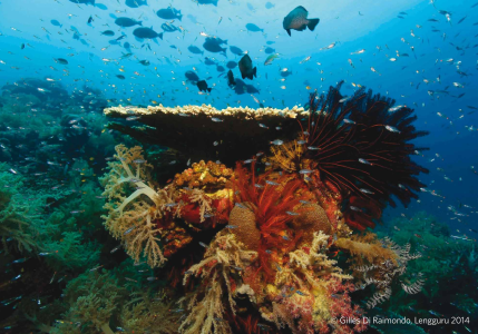 Les mystères du corail