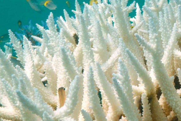 Les récifs coralliens facent au réchauffement climatique