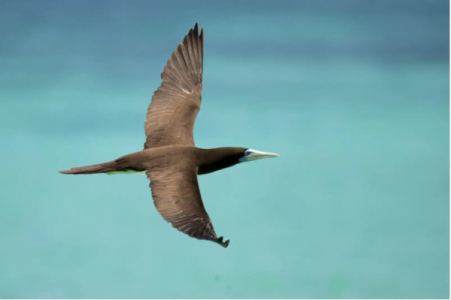 Sur la piste des oiseaux marins
