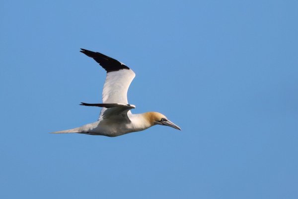 Sur la route des oiseaux marins