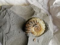 Chasseurs de fossiles . 