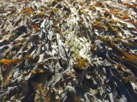 F&ecirc;te de la Science au Mus&eacute;e de l'&Eacute;tang de Thau