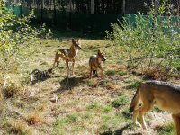 Tchache p&ecirc;chue : Animaux sauvages & Animaux d&rsquo;&eacute;levage