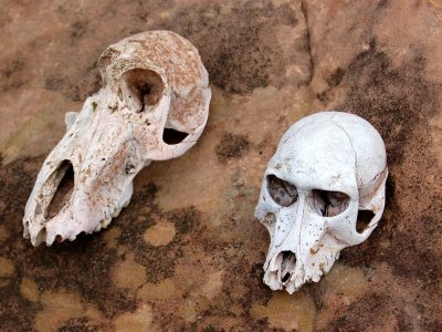 Tchatche&nbsp;: Evolution des esp&egrave;ces et en particulier animales